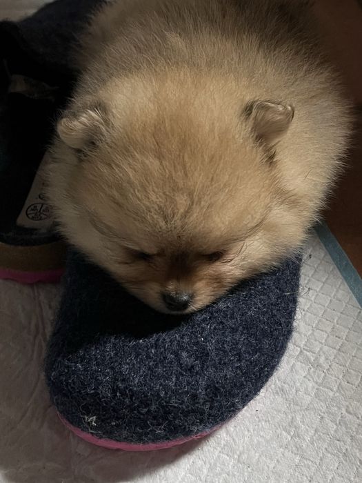 Menina lulu com pedigree em Braga