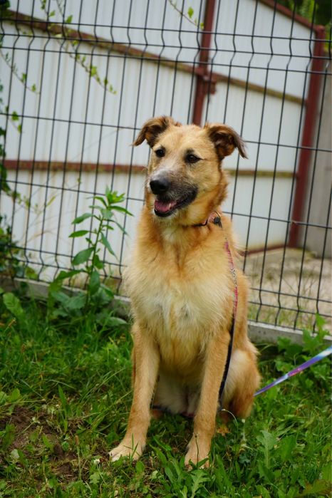 Chanel poleca sie do adopcji