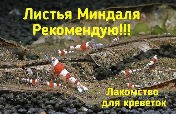 Мох , минералы, креветки кристалл, листья миндаля