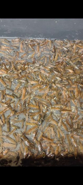 ВІДПРАВКА НОВОЮ ПОШТОЮ Мальок австралійського червоклешневого рака