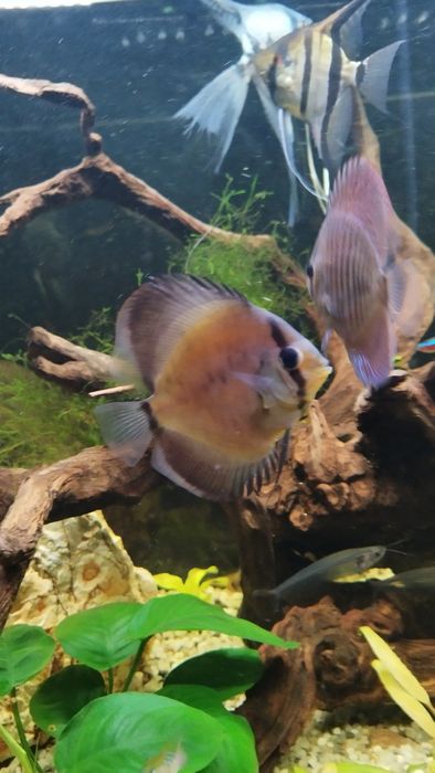 Paletka cobalt ok 7 cm