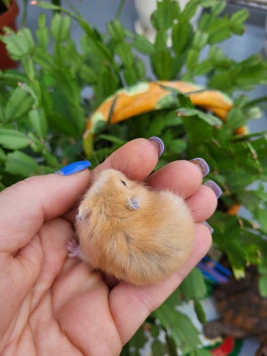 Хомячки джунгарские