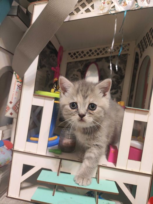 Кошенята Скотиш фолд