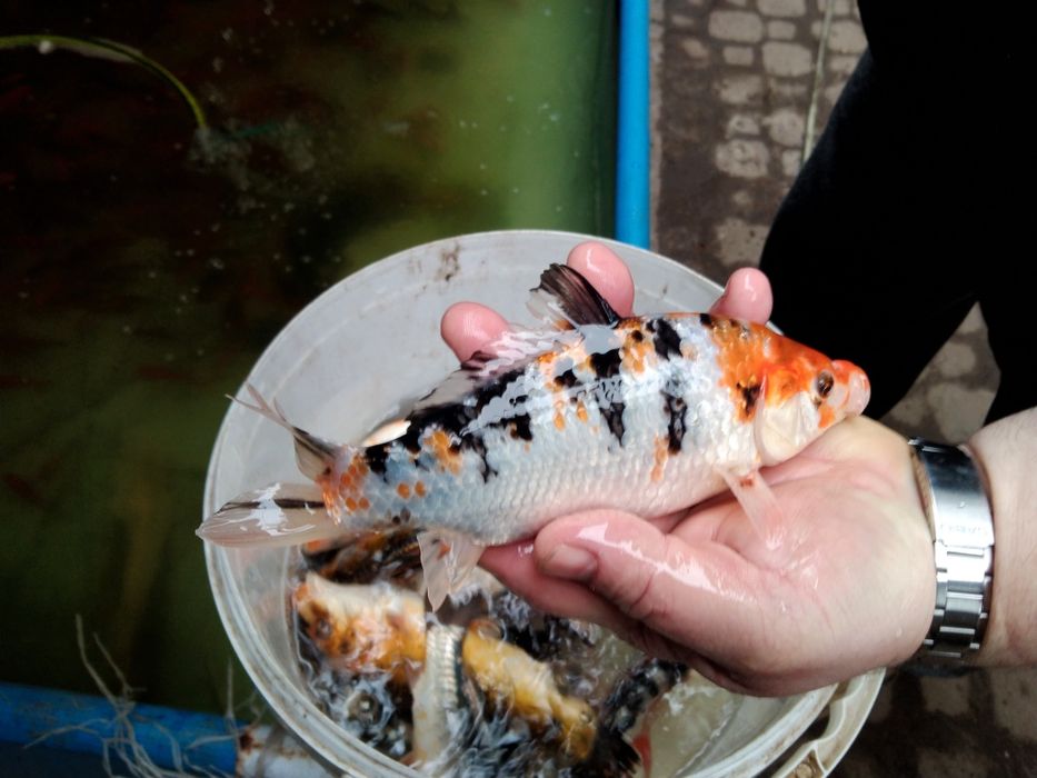 Amur jesiotr Węgorz karp koi karaś