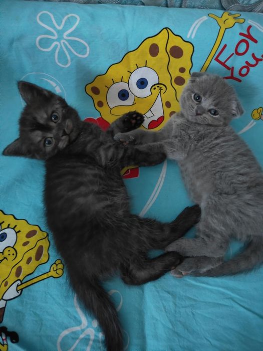 Кошенята  шотландці,котик прямовухий ,киці висловухі сіра і чорна. Батьки сірий висловухий короткошерстий та шоколадна прямовуха .