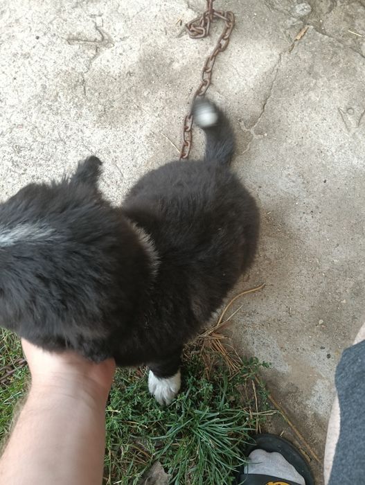 Pieski do adopcji (Została tylko suczka)