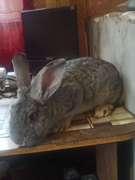 Молоді кролички парувального віку