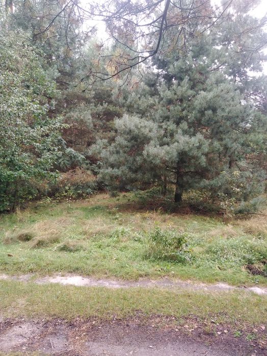 Działka Złoty Potok - Widok 4