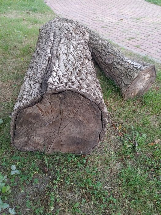 Drzewo orzech włoski