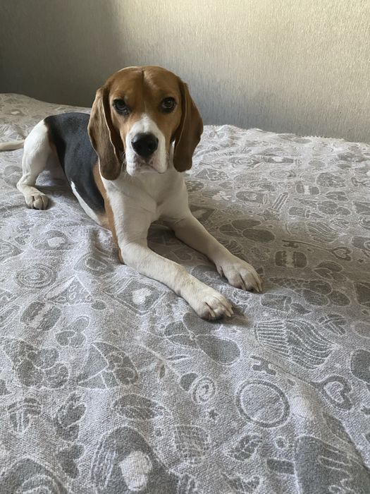 Красунчик породи бігль для вʼязки