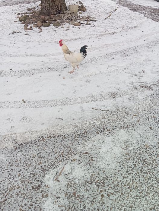 Kogut mlody z wolnego wybiegu