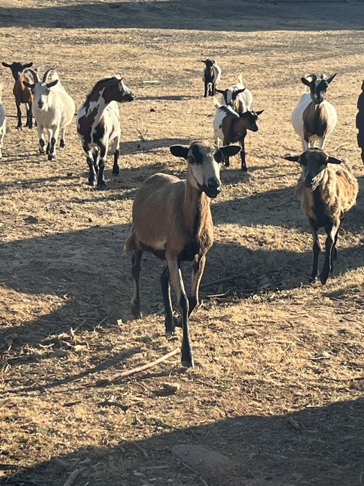 Vendo Ovelhas Castanhas