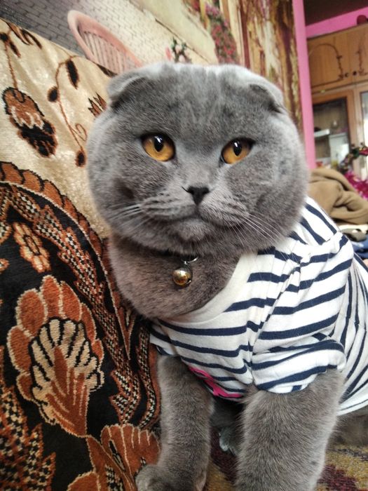 Британський Котик шукає подружку