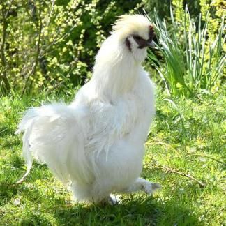 Sedosas do Japão - macho