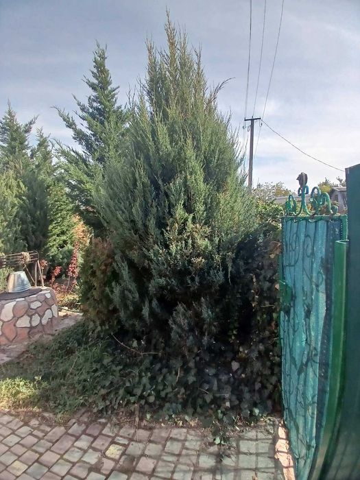 хвойные деревья   продам от 1 до  5 метров