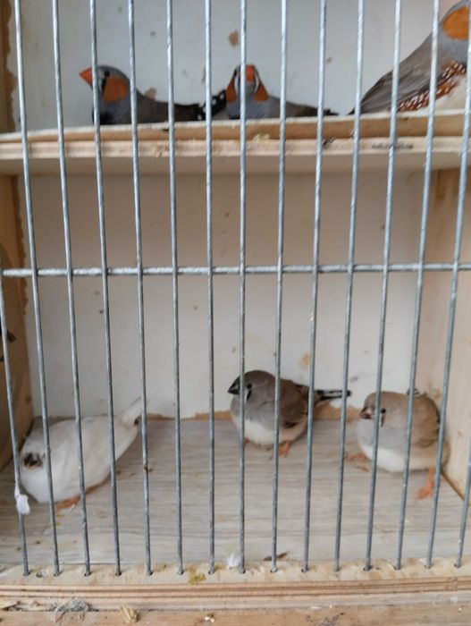 Sprzedam przepiękne zeberki