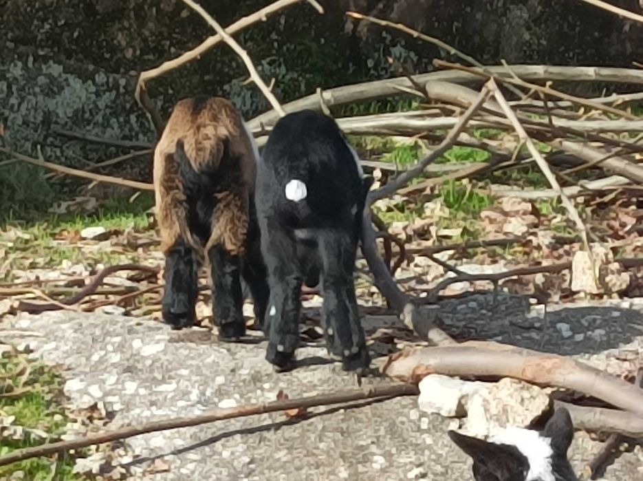 Cabritinho anão lindissimo