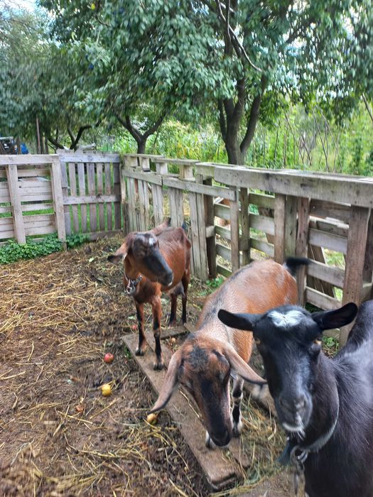 Продається коза безрога