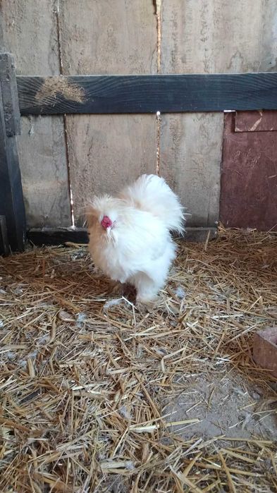 Koguty silki sprzedam