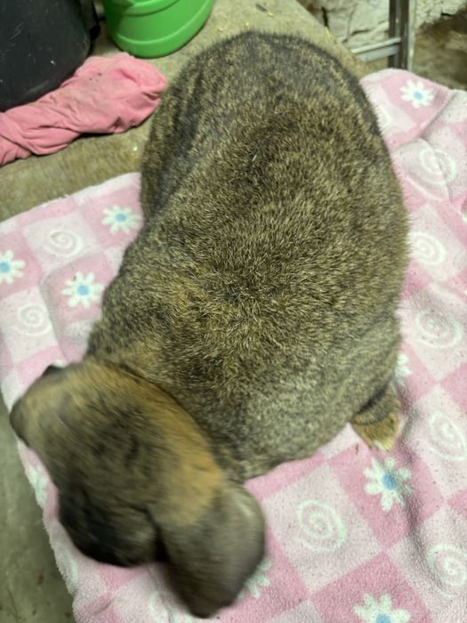 Kroliki samce baran francuski