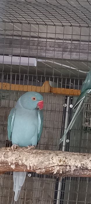 Ring necks adultos e novos. Várias mutações , CCs e / CC