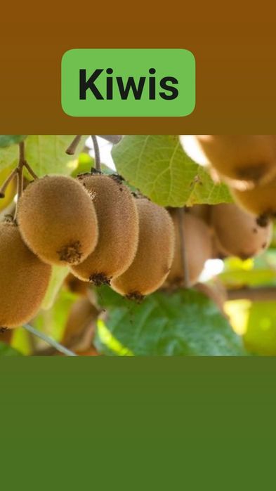 Kiwis biologicos
