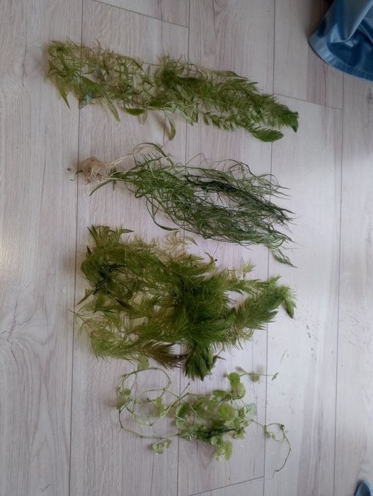 Mix roślin akwariowych