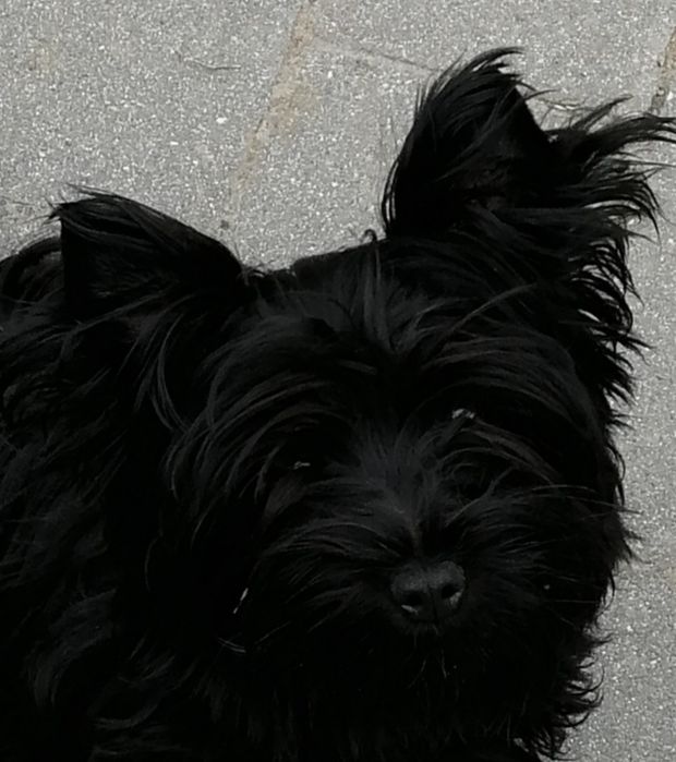 York Yorkshire Terrier Black sunia  rodowód
