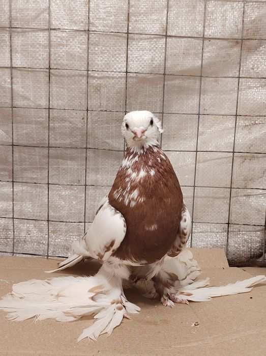 Узбеки, узбекські різної масті