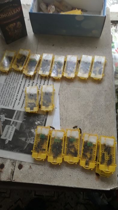 Зараз Бджоломатки пчеломатки  бакфаст италия кордован