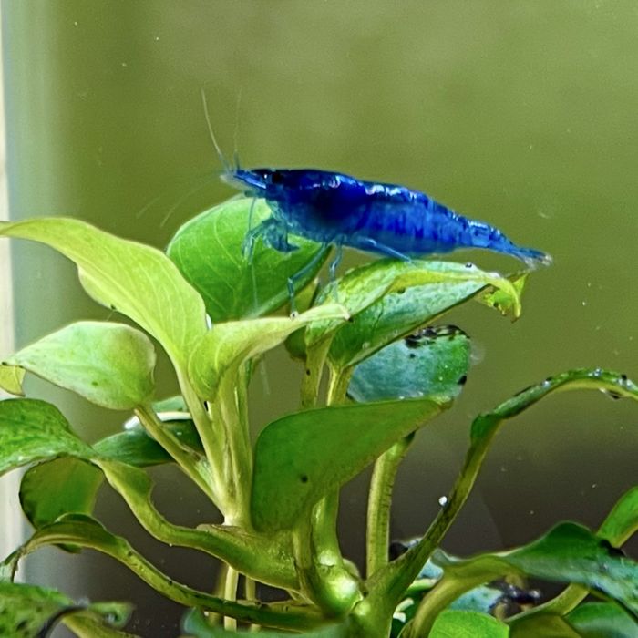 Krewetki Blue Velwet Niebieskie