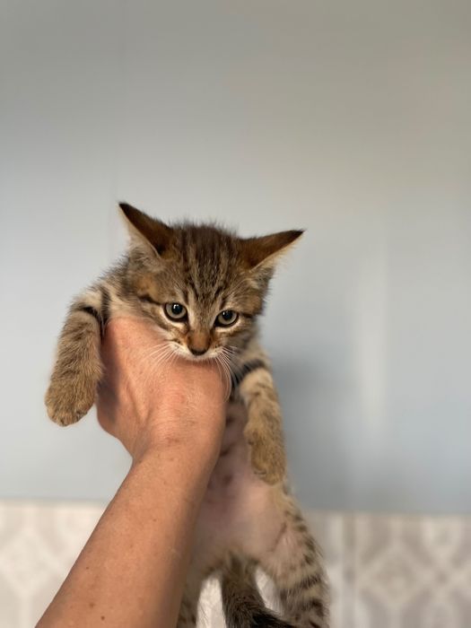 Котята котики отдам котенок мальчик