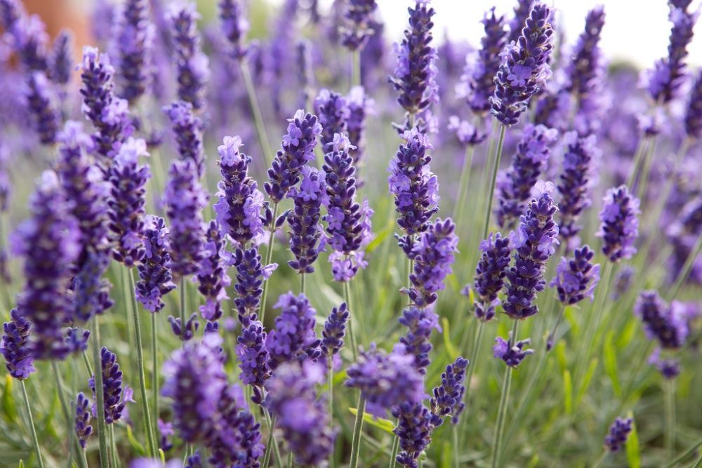 50 Sementes de Lavanda - Lavandula angustifolia