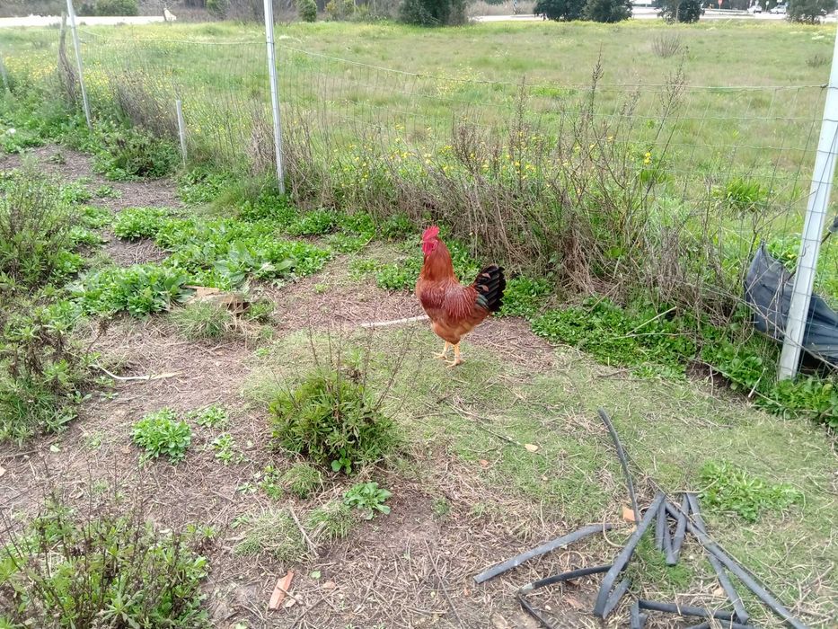 Galos cruzados criados ao ar livre