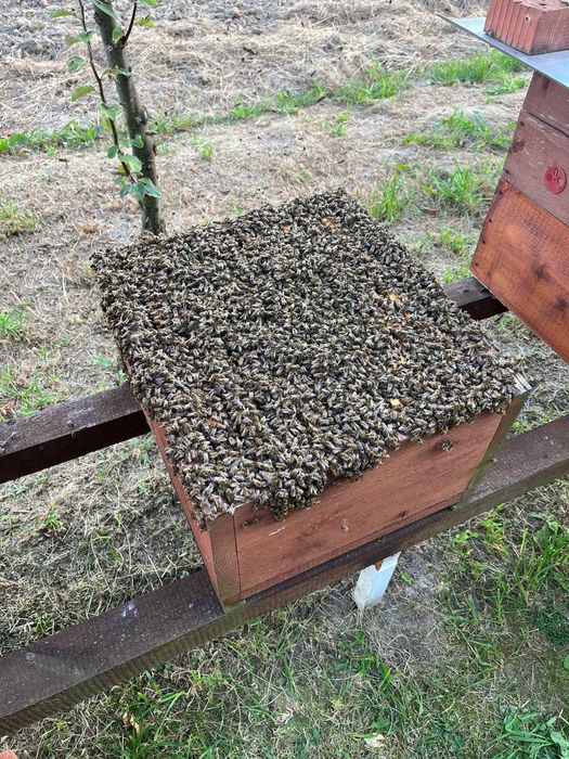 Przezimowane rodziny pszczele - Dadant / Langstroth (Krzeszowice)