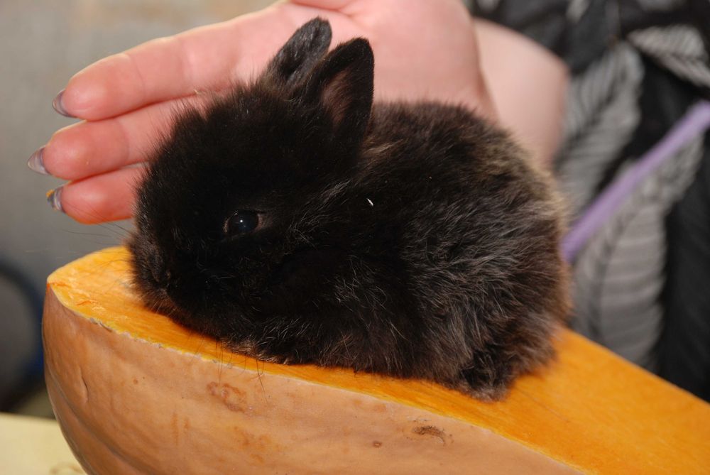 MiniLop карликовий коротковухий нідерландський кролик супер міні