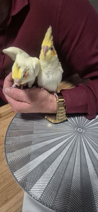 Nimfa młoda           .