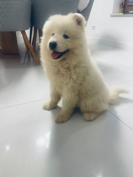 Samoyed szczeniak piesek gotowy do odbioru