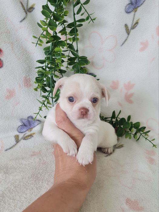 Excelente mini Chihuahua/Chiuaua de Qualidade, Linhagem Russa