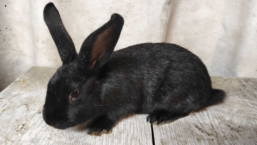 Króliki samice i samce