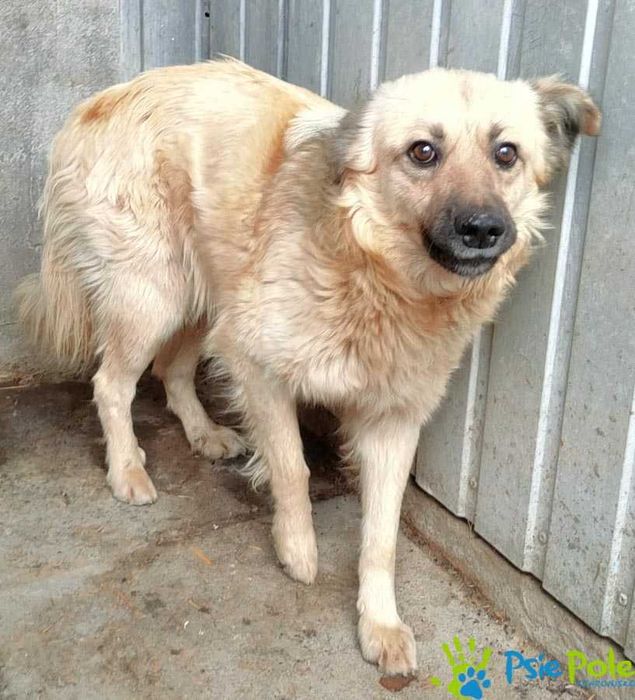 Młody, spokojny piesek KARMENEK szuka domku!