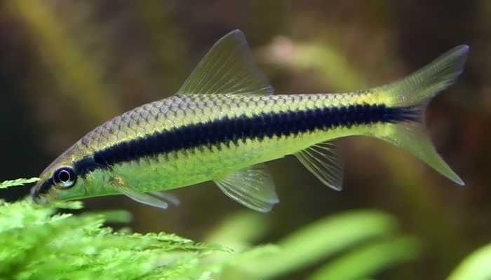 Kosiarka - Grubowarg syjamski - Crossocheilus langei - na glony -dowóz