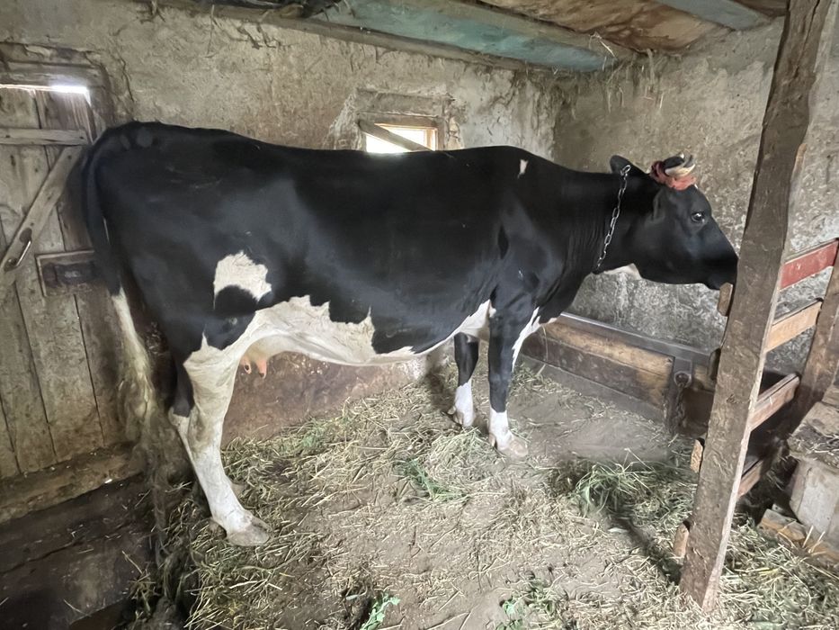 Продам молочную корову