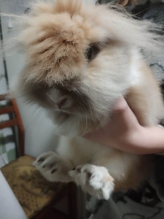 Продаю кролик с клеткой
