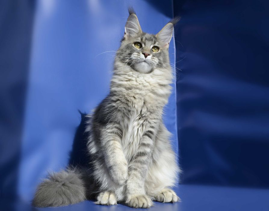 Девочка 6 мес. Мейн кун.