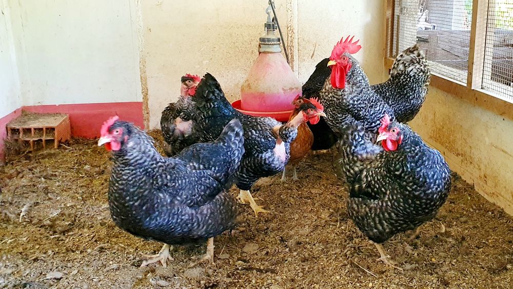 Pintos/ovos de pedres portuguesa