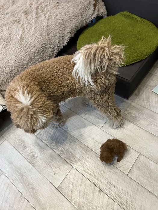 Той пудель тикап той пудель тікап кітай