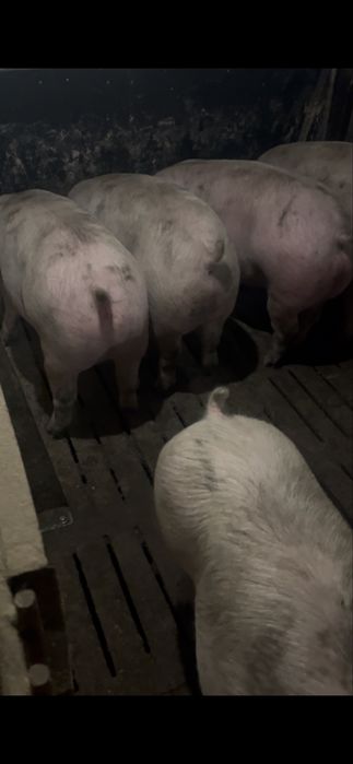 Свині в живій вазі 160-180кг