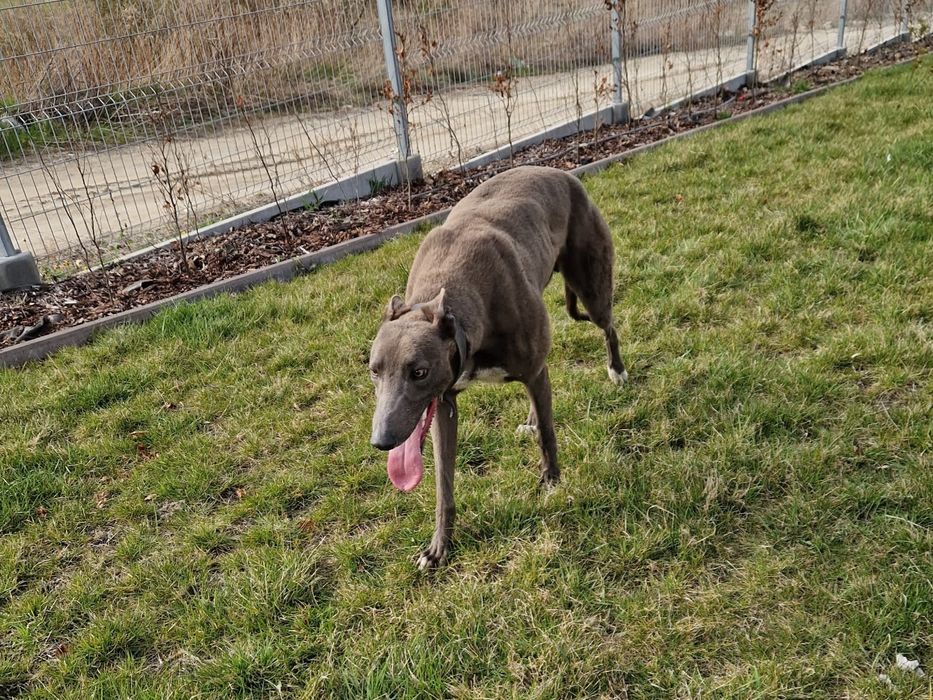 Chart angielski greyhound