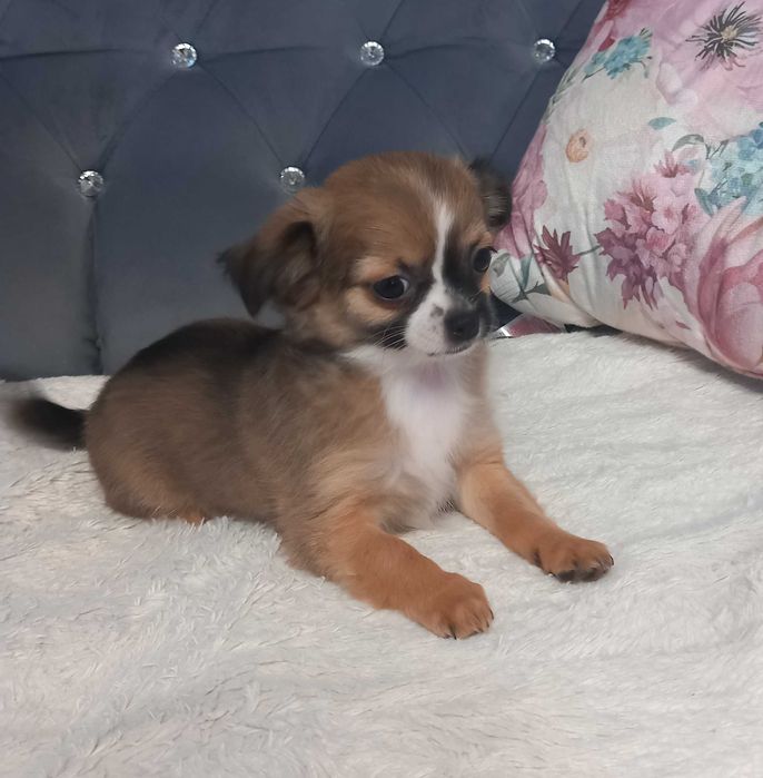 Suczka Chihuahua